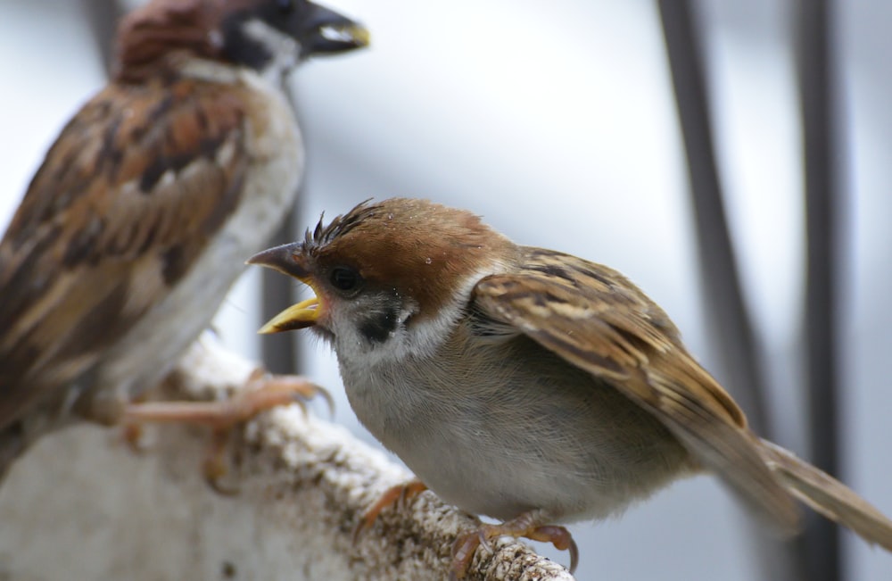 白い雪の上に茶色と白の羽の鳥