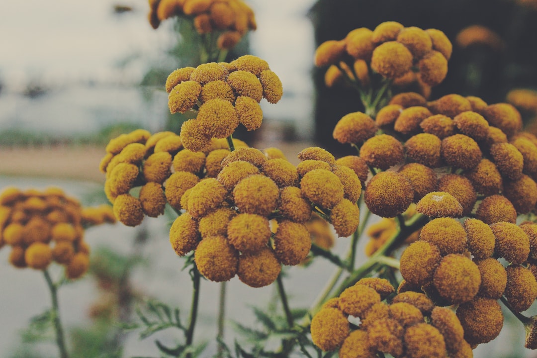 orange flowers in tilt shift lens