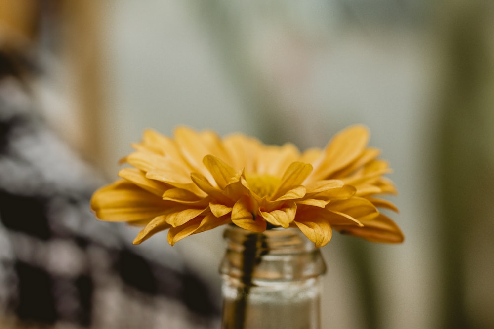 yellow flower in clear glass bottle