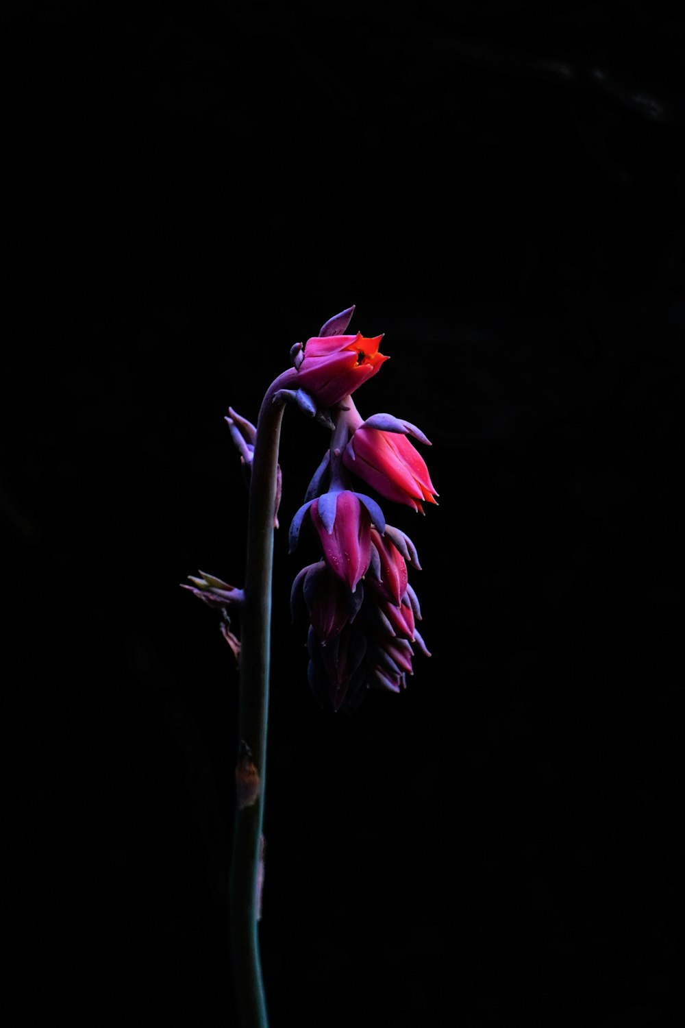 pink flower in black background