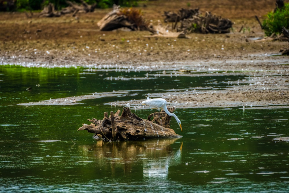 white bird on brown tree trunk on water during daytime