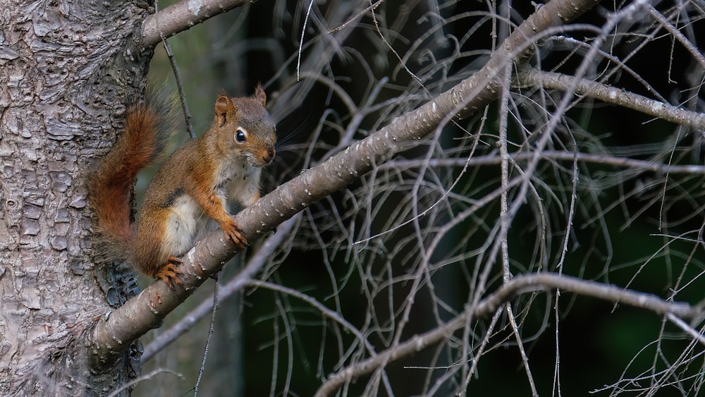 brown squirrel on brown tree branch during daytime