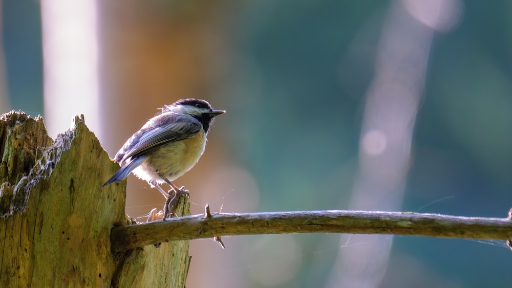 white and black bird on brown wooden stick