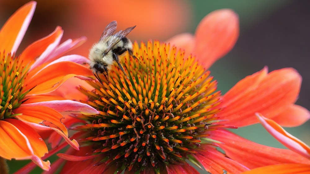 black and yellow bee on orange flower