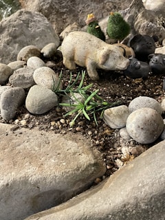 A small clay or stone figurine of a pig is surrounded by round rocks and artificial green plants, set on a surface of soil and small pebbles. In the background, there are additional decorative figures and a large rock formation.