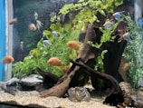 An aquarium filled with various colorful fish swimming amongst vibrant green aquatic plants. The tank features a large piece of driftwood and some natural rocks arranged on a gravel substrate. The fish vary in color, including orange and silver, and there is a variety of species present.