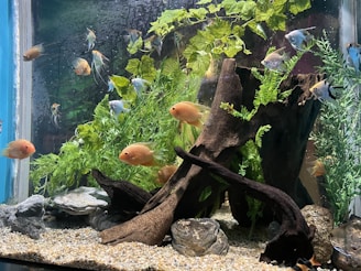 An aquarium filled with various colorful fish swimming amongst vibrant green aquatic plants. The tank features a large piece of driftwood and some natural rocks arranged on a gravel substrate. The fish vary in color, including orange and silver, and there is a variety of species present.