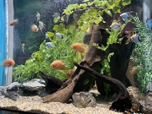 An aquarium filled with various colorful fish swimming amongst vibrant green aquatic plants. The tank features a large piece of driftwood and some natural rocks arranged on a gravel substrate. The fish vary in color, including orange and silver, and there is a variety of species present.