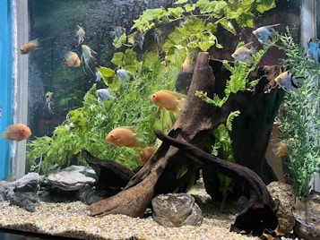 An aquarium filled with various colorful fish swimming amongst vibrant green aquatic plants. The tank features a large piece of driftwood and some natural rocks arranged on a gravel substrate. The fish vary in color, including orange and silver, and there is a variety of species present.