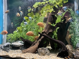 An aquarium filled with various colorful fish swimming amongst vibrant green aquatic plants. The tank features a large piece of driftwood and some natural rocks arranged on a gravel substrate. The fish vary in color, including orange and silver, and there is a variety of species present.