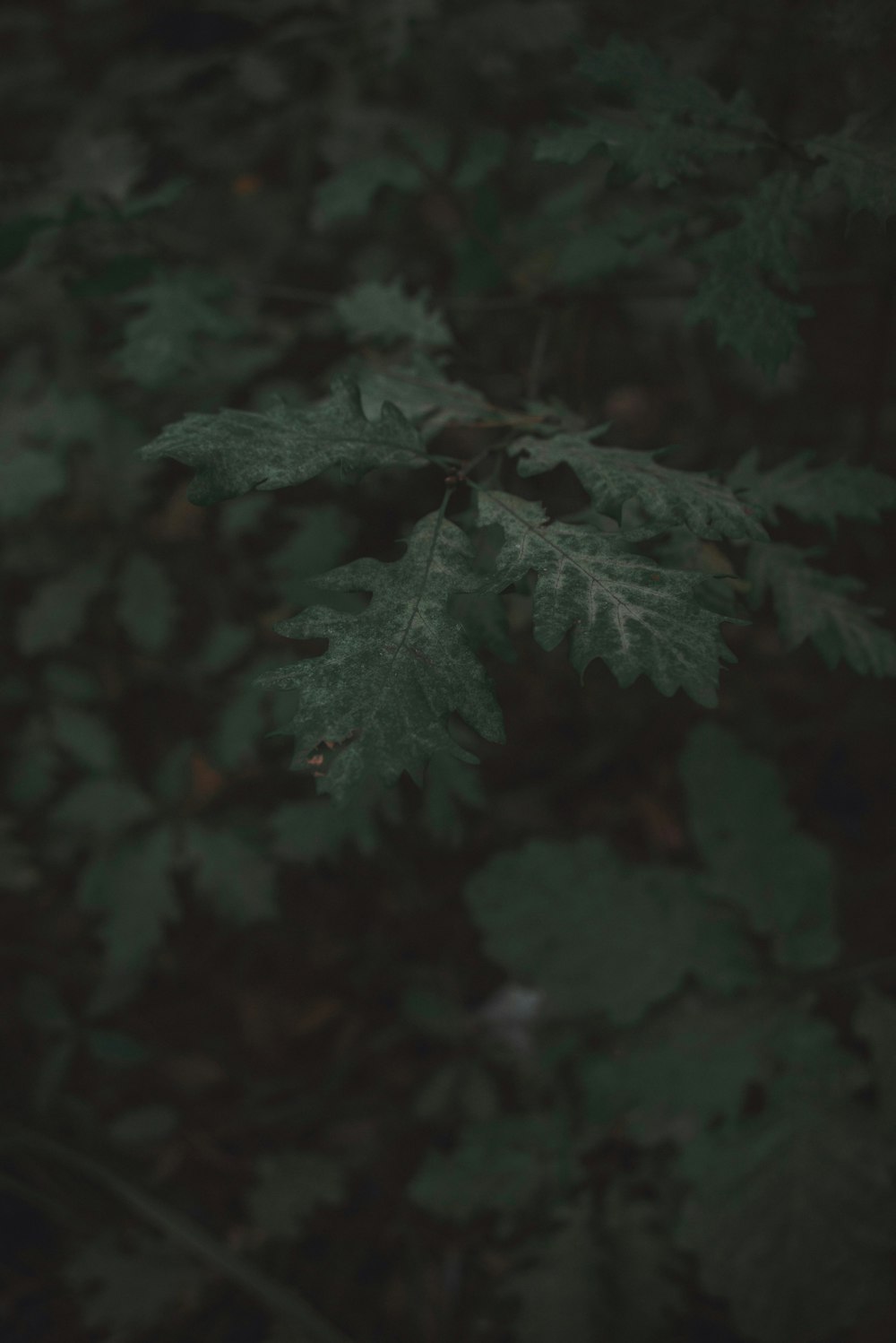 green leaves in close up photography