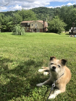 A friendly dog owner handing over a leash with a clean backyard in the background.