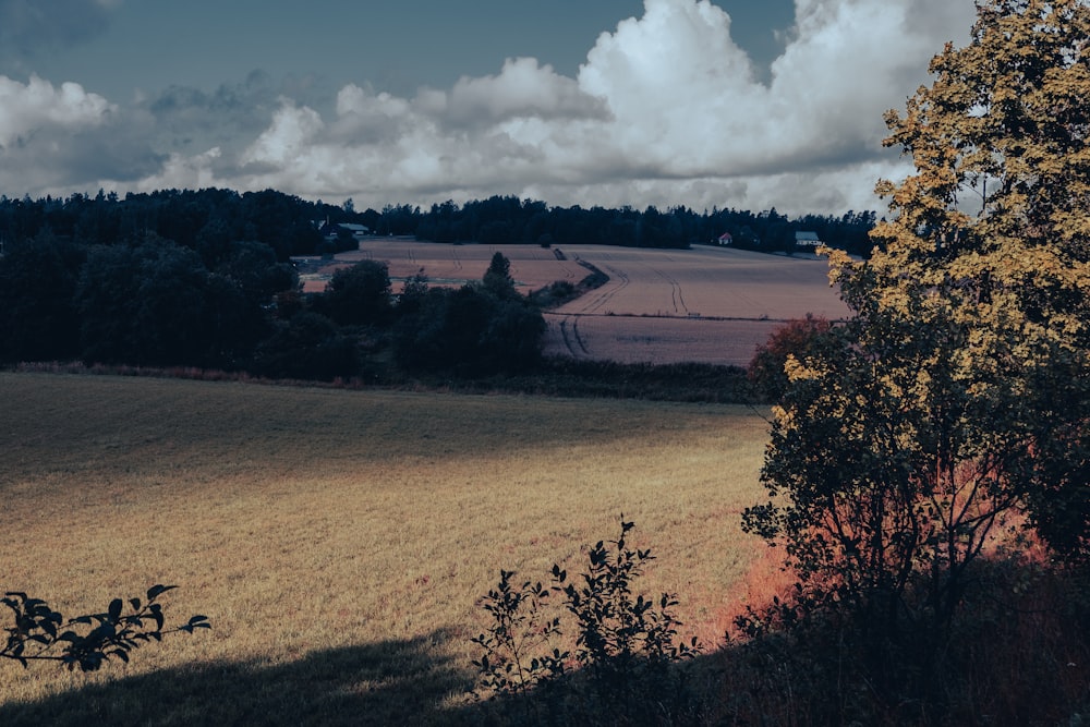 green trees near river under white clouds and blue sky during daytime