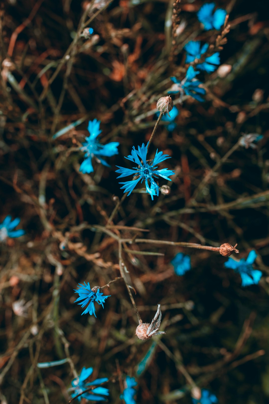 blue flowers on brown tree branch