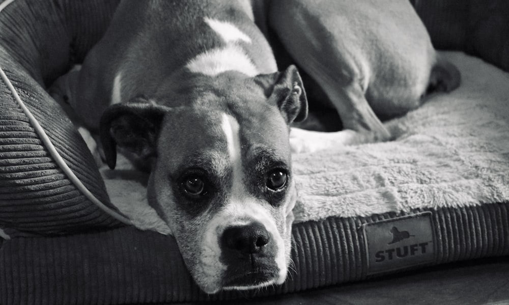 grayscale photo of short coated dog lying on bed