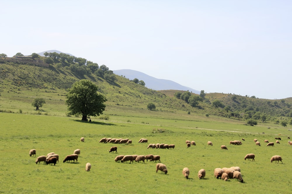 Schafherde tagsüber auf grünem Grasfeld