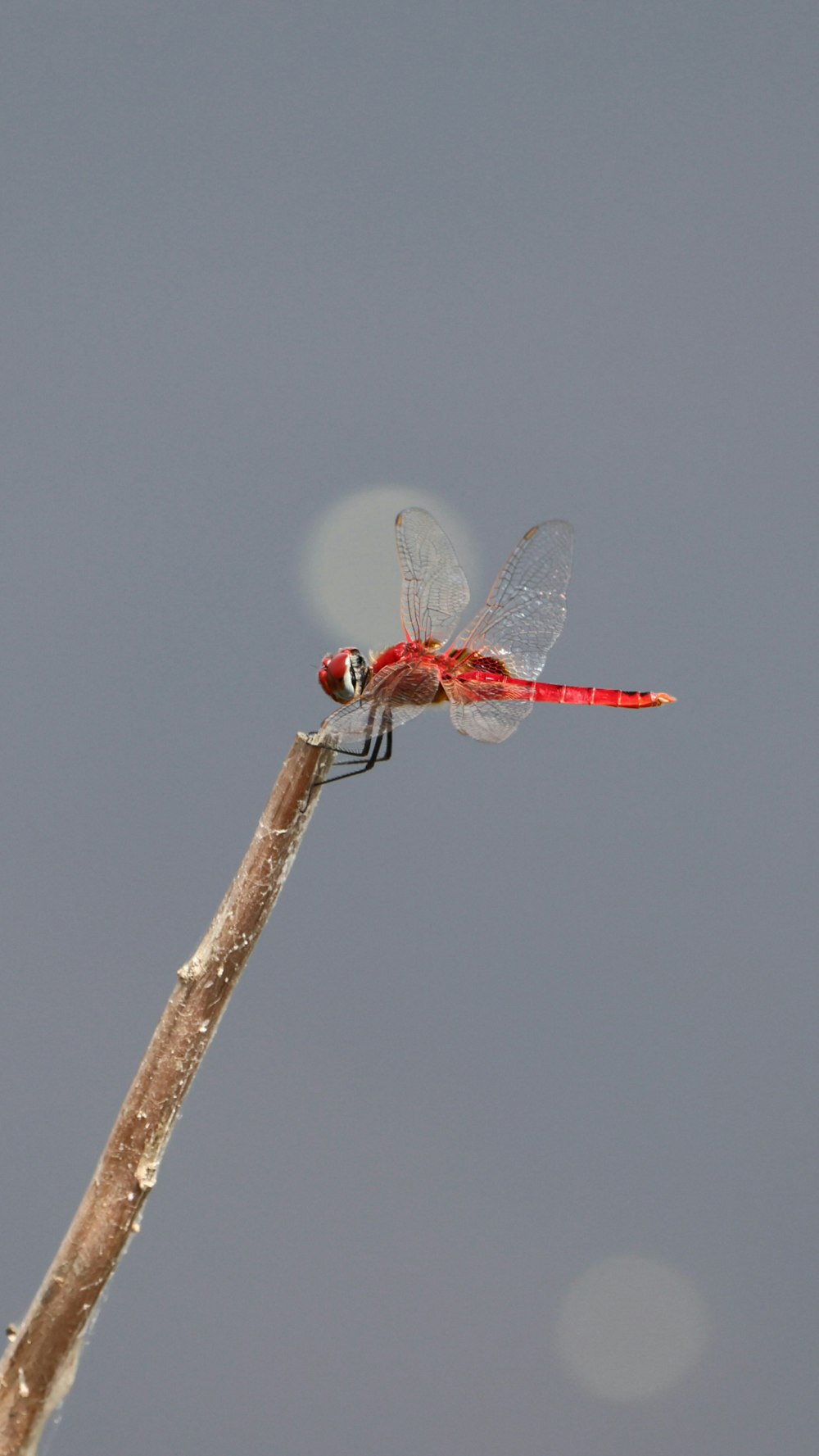 red and white dragonfly perched on brown stick
