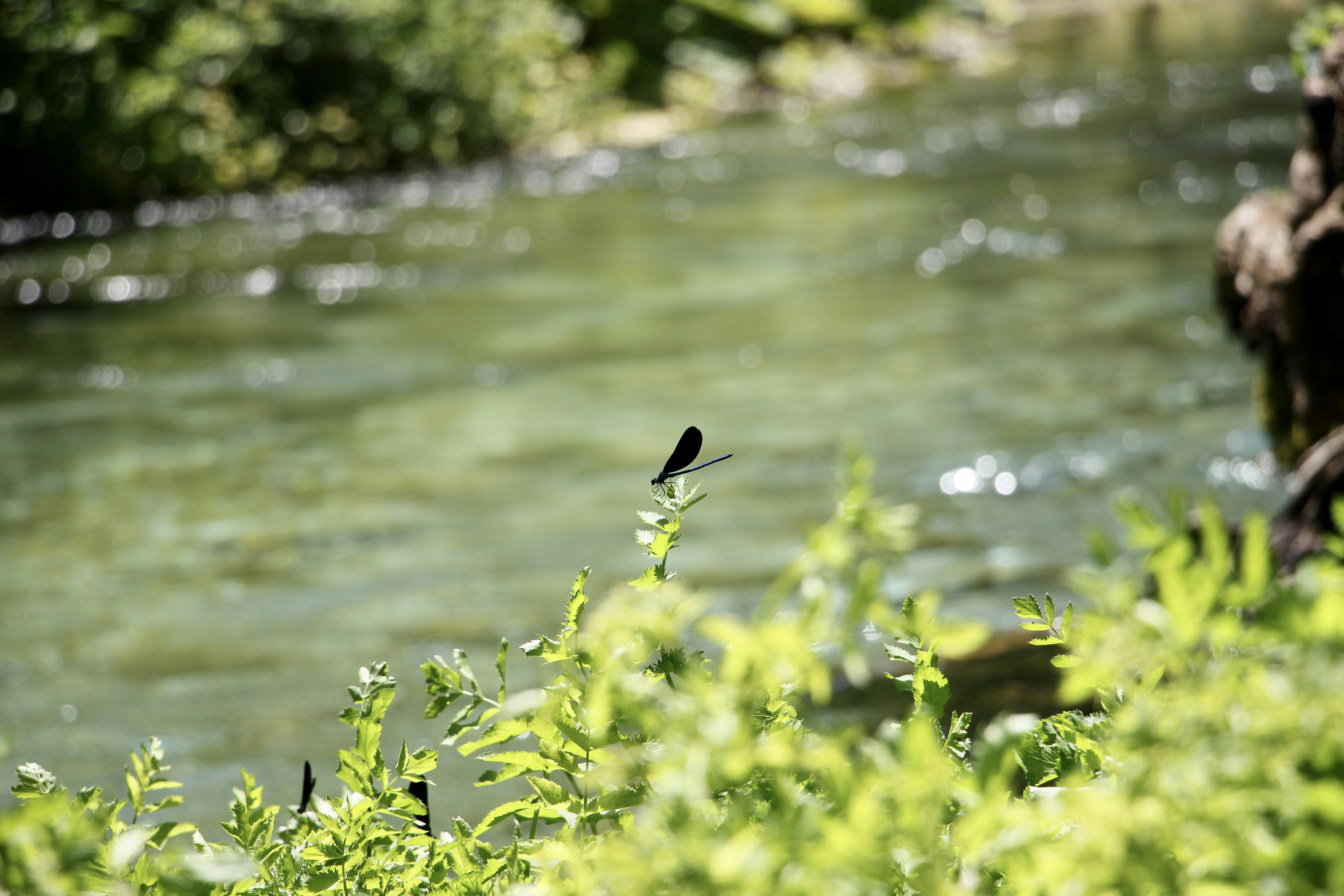 black bird flying over the river during daytime, Blue Dragonfly