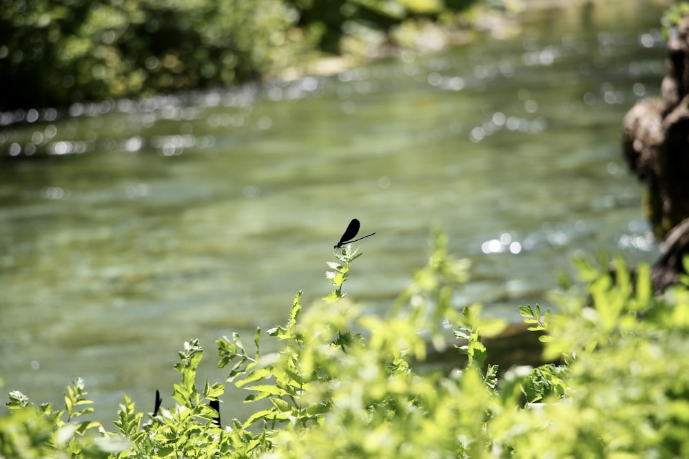 black bird flying over the river during daytime
