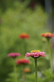 pink and yellow flower in tilt shift lens