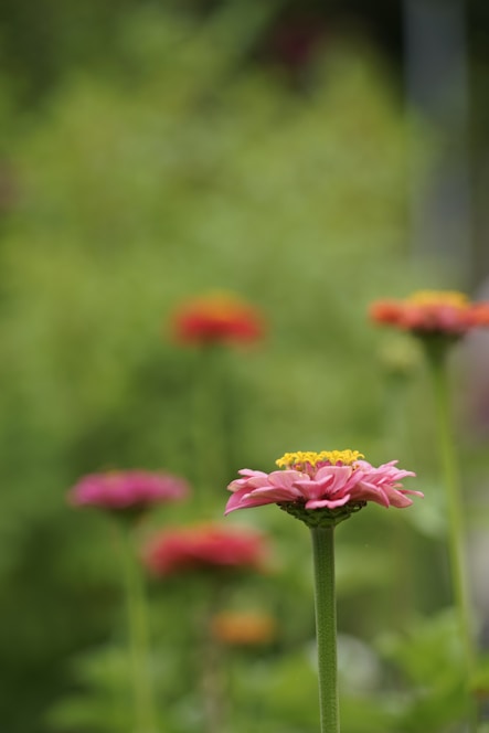 pink and yellow flower in tilt shift lens