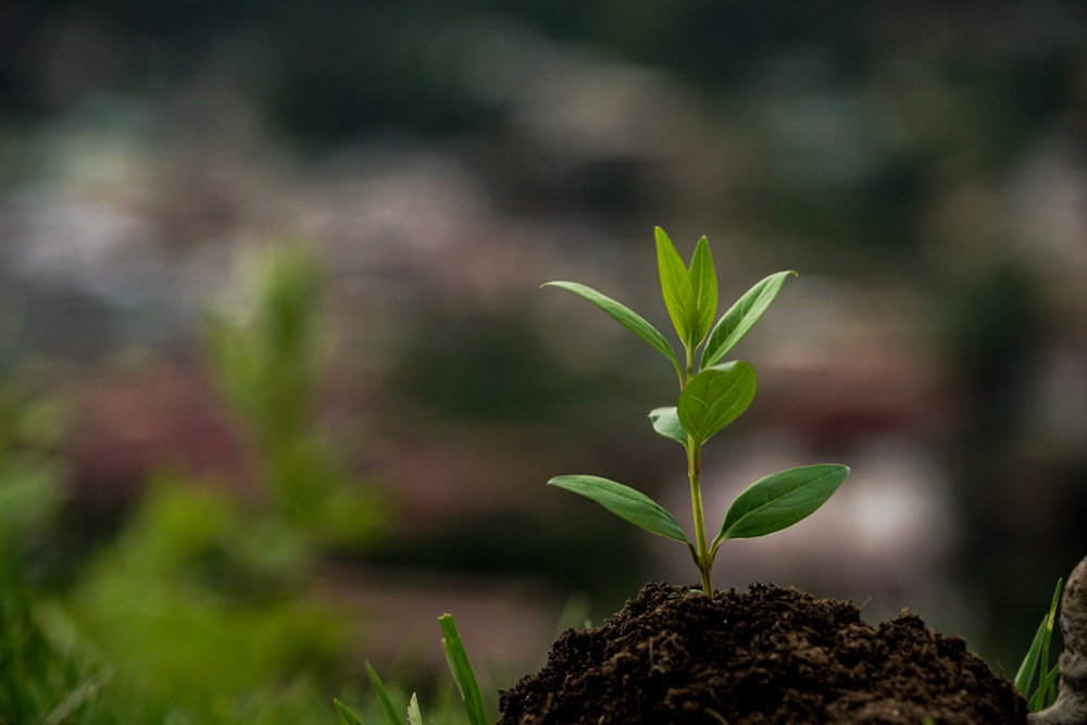 Planta verde sobre suelo marrón