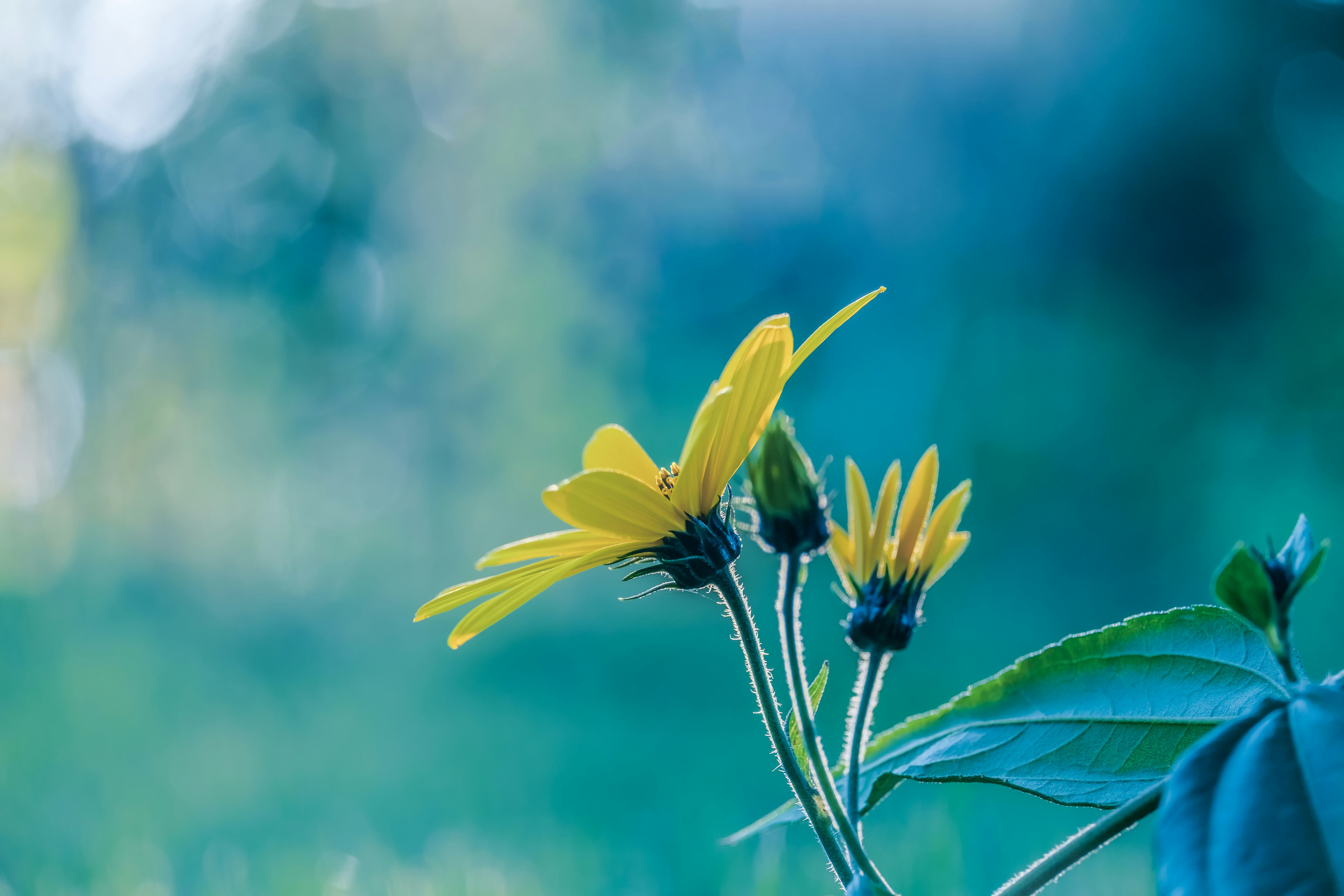 Photo by couleuroriginal