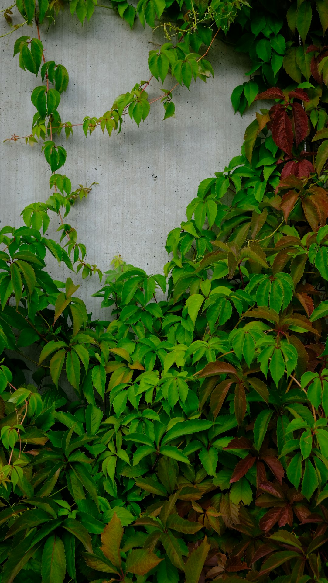 green plant beside white wall