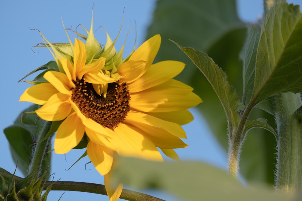 yellow sunflower in bloom during daytime