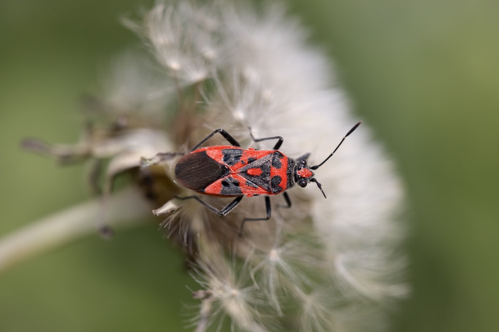 red and black ladybug on white flower