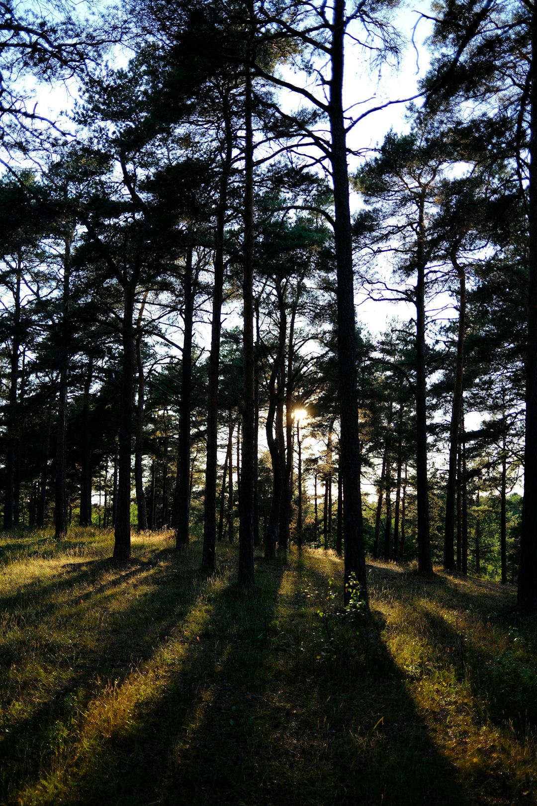 green grass and trees during daytime