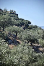 A panoramic view of a winding hiking trail through olive groves under a bright Mediterranean sky.