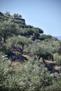 A hilly landscape covered with dense olive trees, with rocky outcrops scattered across the slopes. The trees appear lush and green under a clear blue sky.