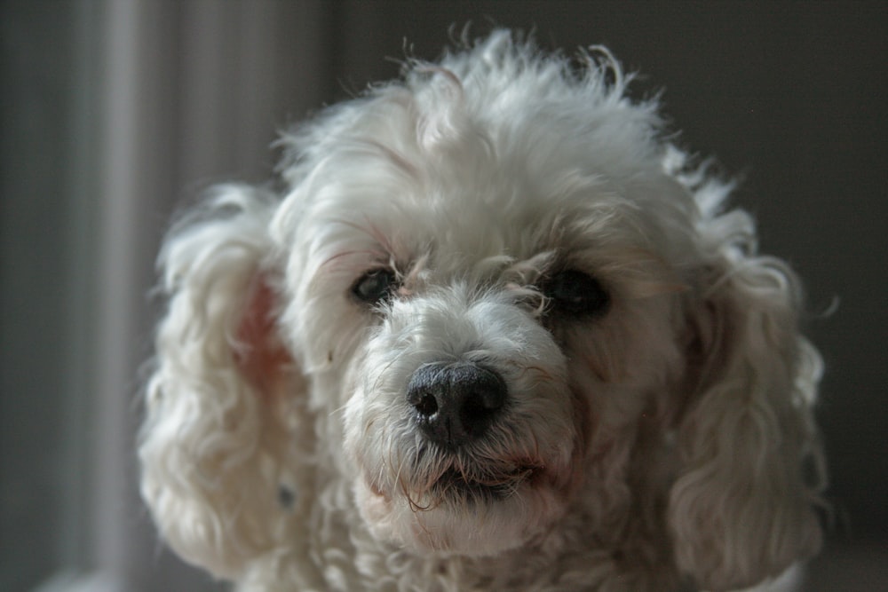 white poodle puppy on focus photo