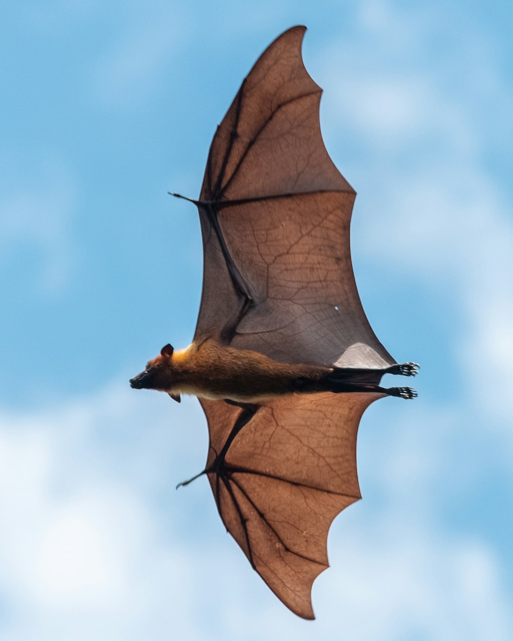 Bat Wings Pictures | Download Free Images on Unsplash