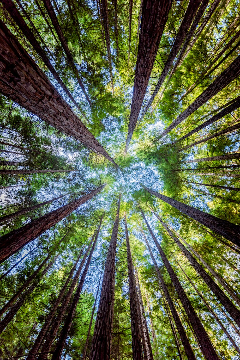 low angle photography of green trees