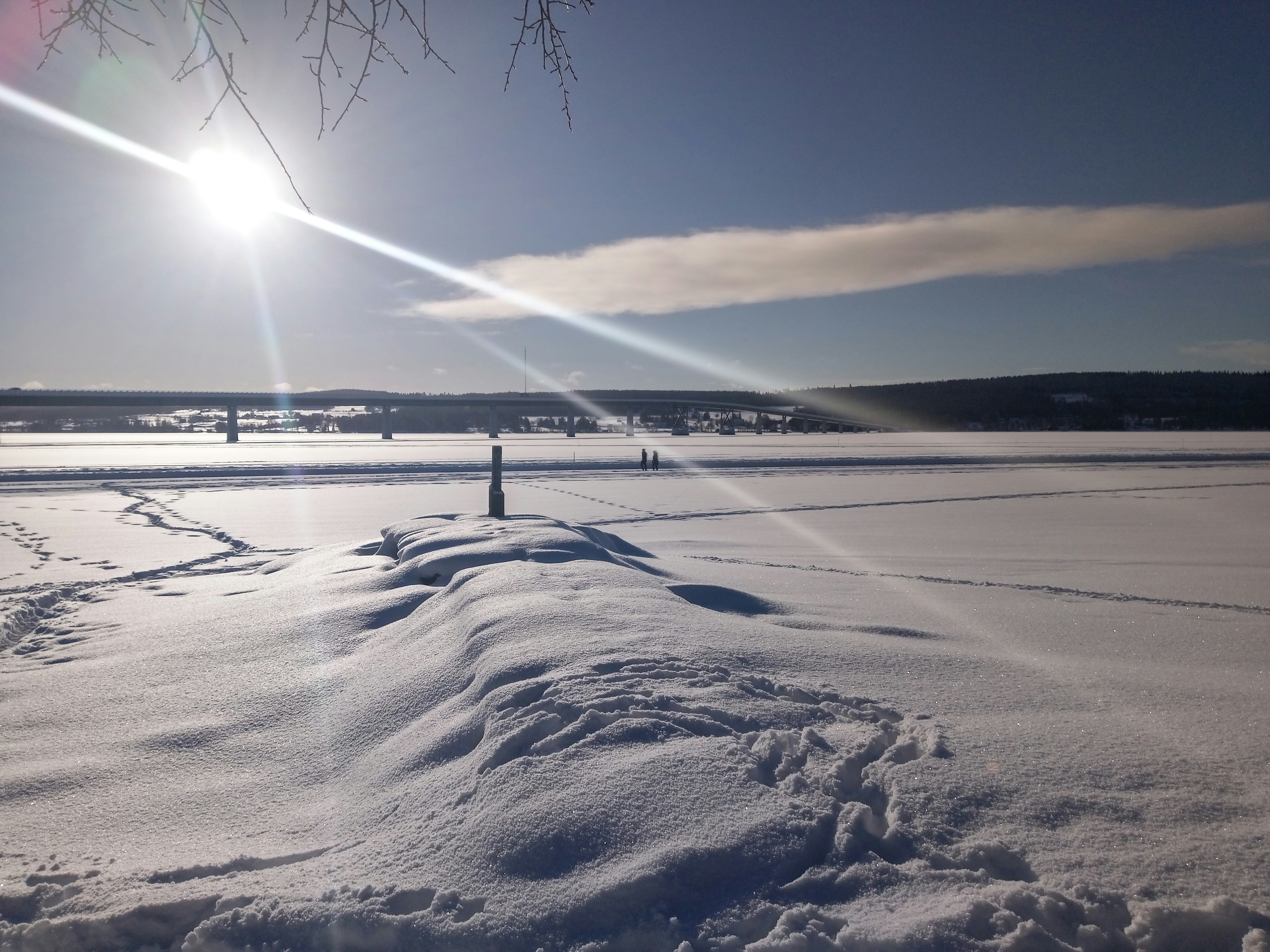 Arbre solitaire sur un sol enneigé illustrant le climat hivernal typique de la Suède