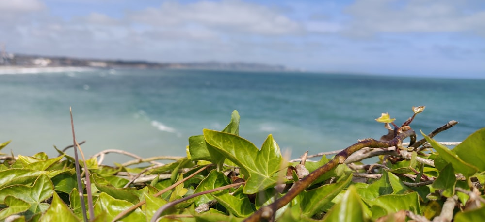 green leaves near body of water during daytime