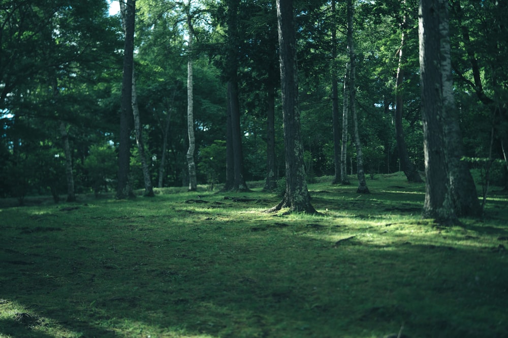 green grass field with trees