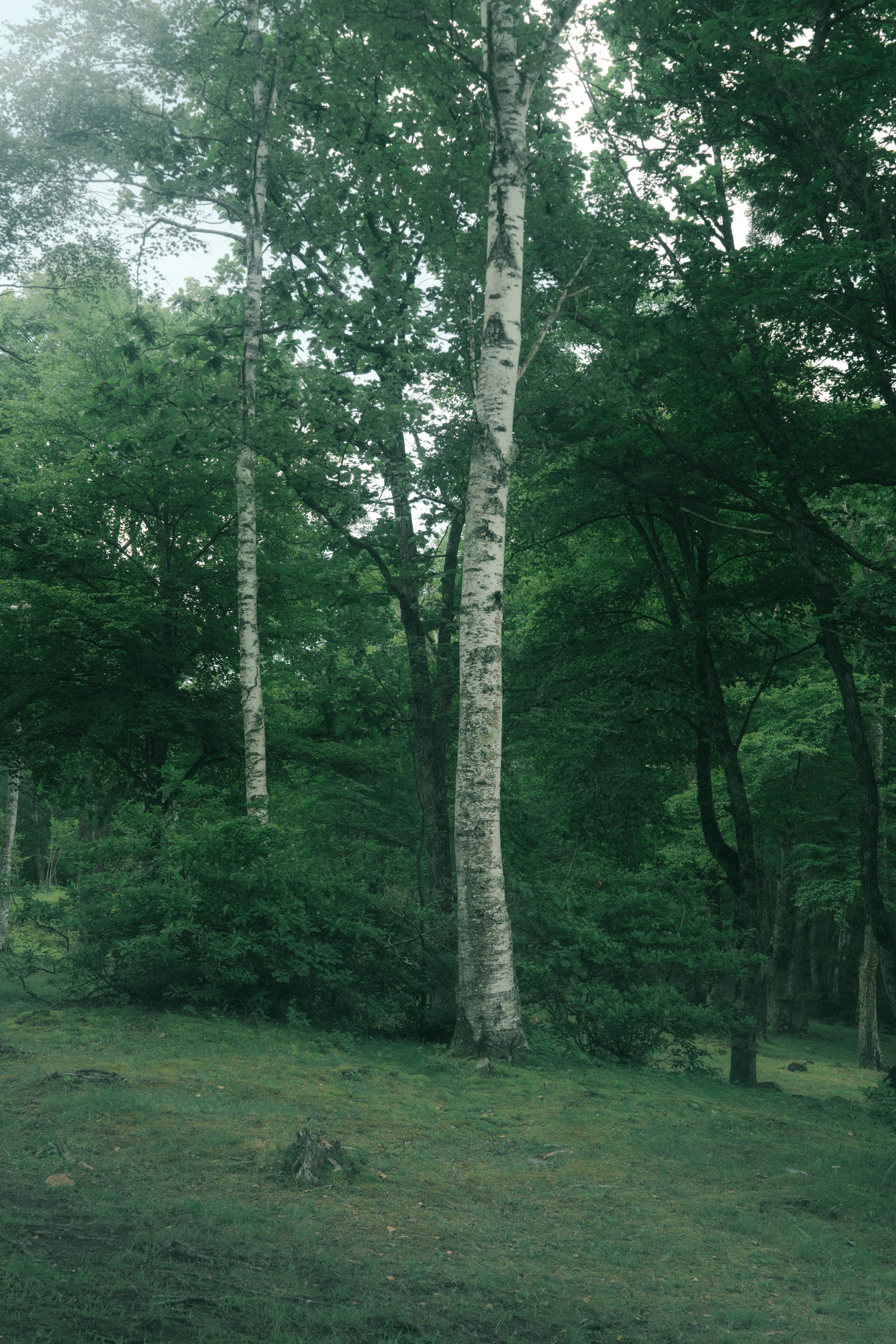 Photo by tokyokohaku