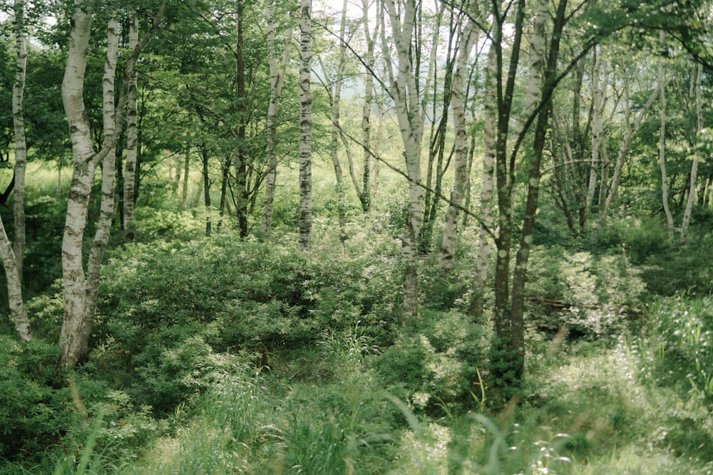 green trees and plants during daytime