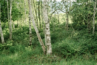 green trees and plants during daytime