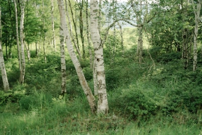 green trees and plants during daytime