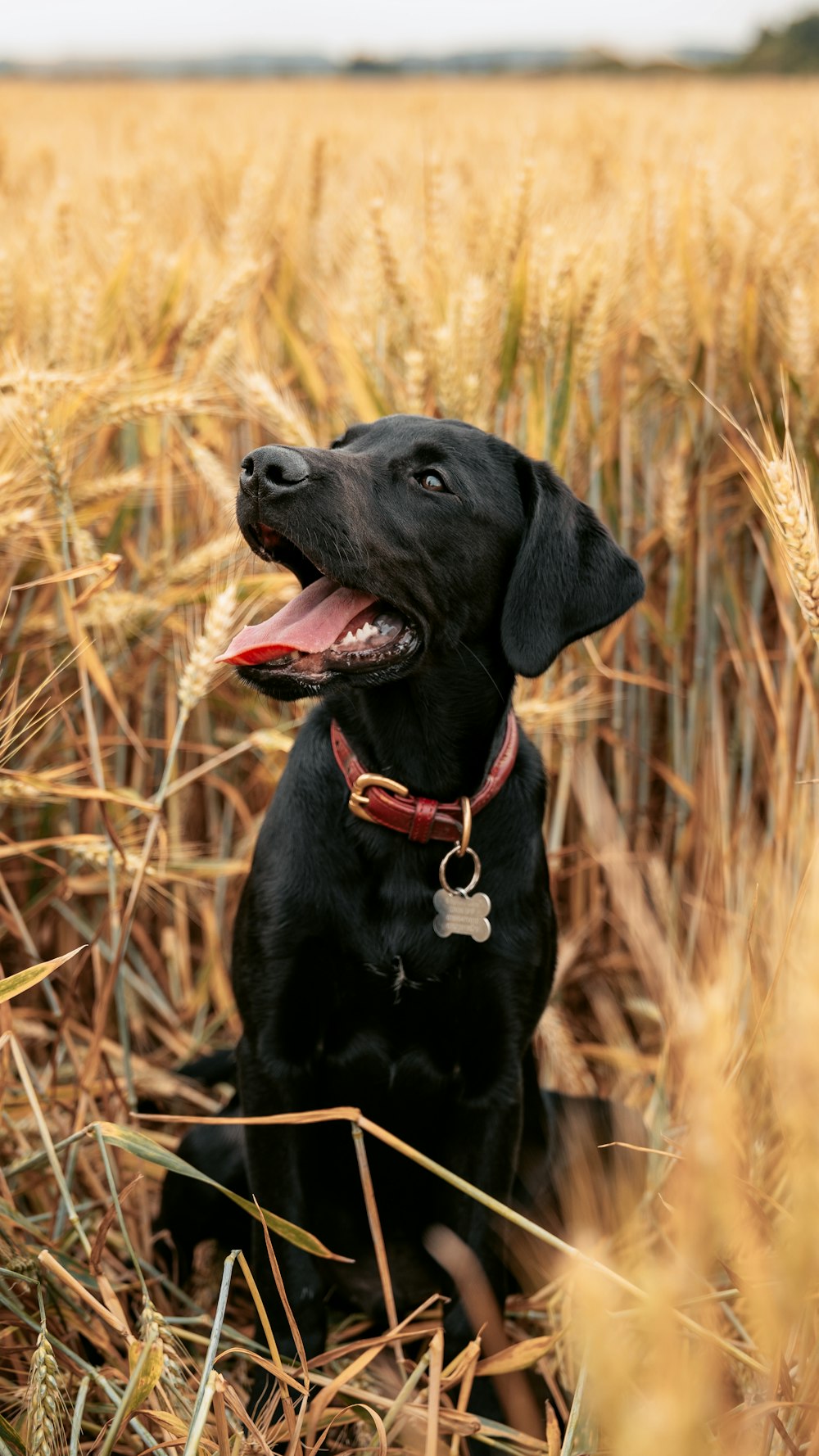 Labrador retriever noir assis sur un champ d’herbe brune pendant la journée