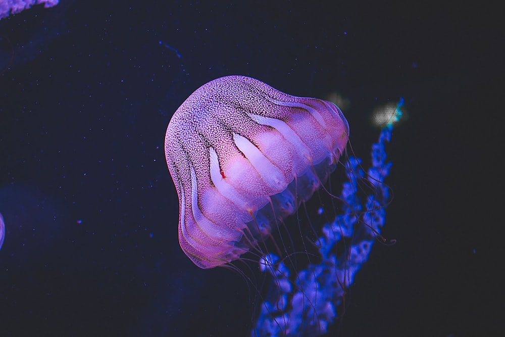 클로즈업 사진에서 물에 있는 보라색 해파리