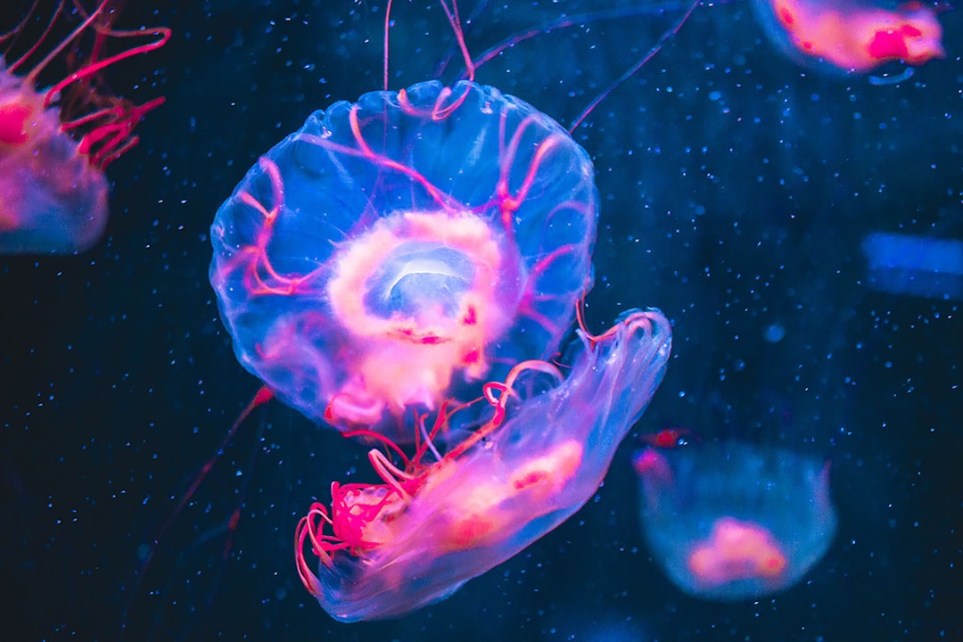 blue and white jellyfish in water