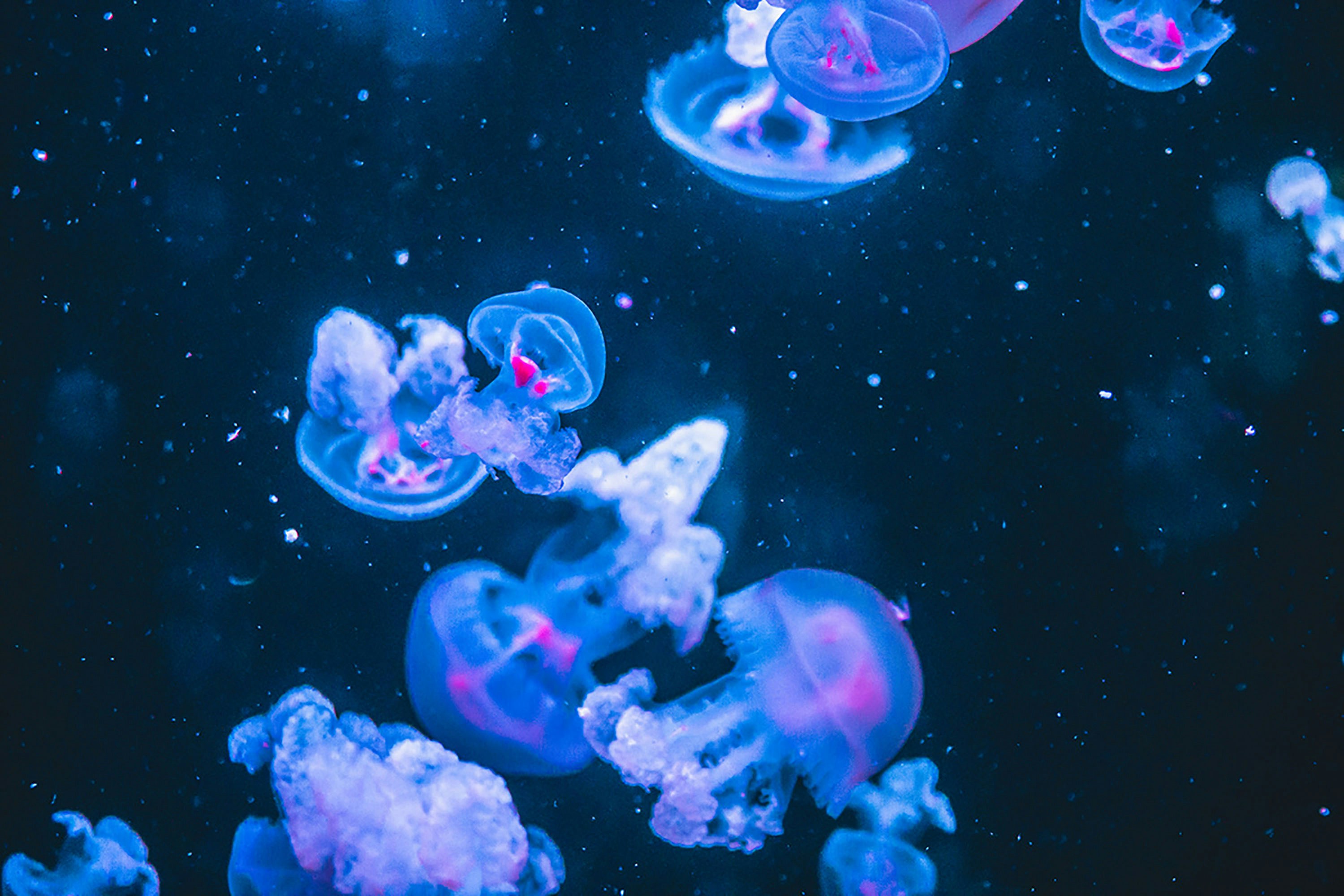 blue and white jellyfish in water, 