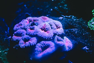 Brightly colored coral formations glowing under aquarium lighting.