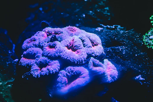 Brightly colored coral formations glowing under aquarium lighting.