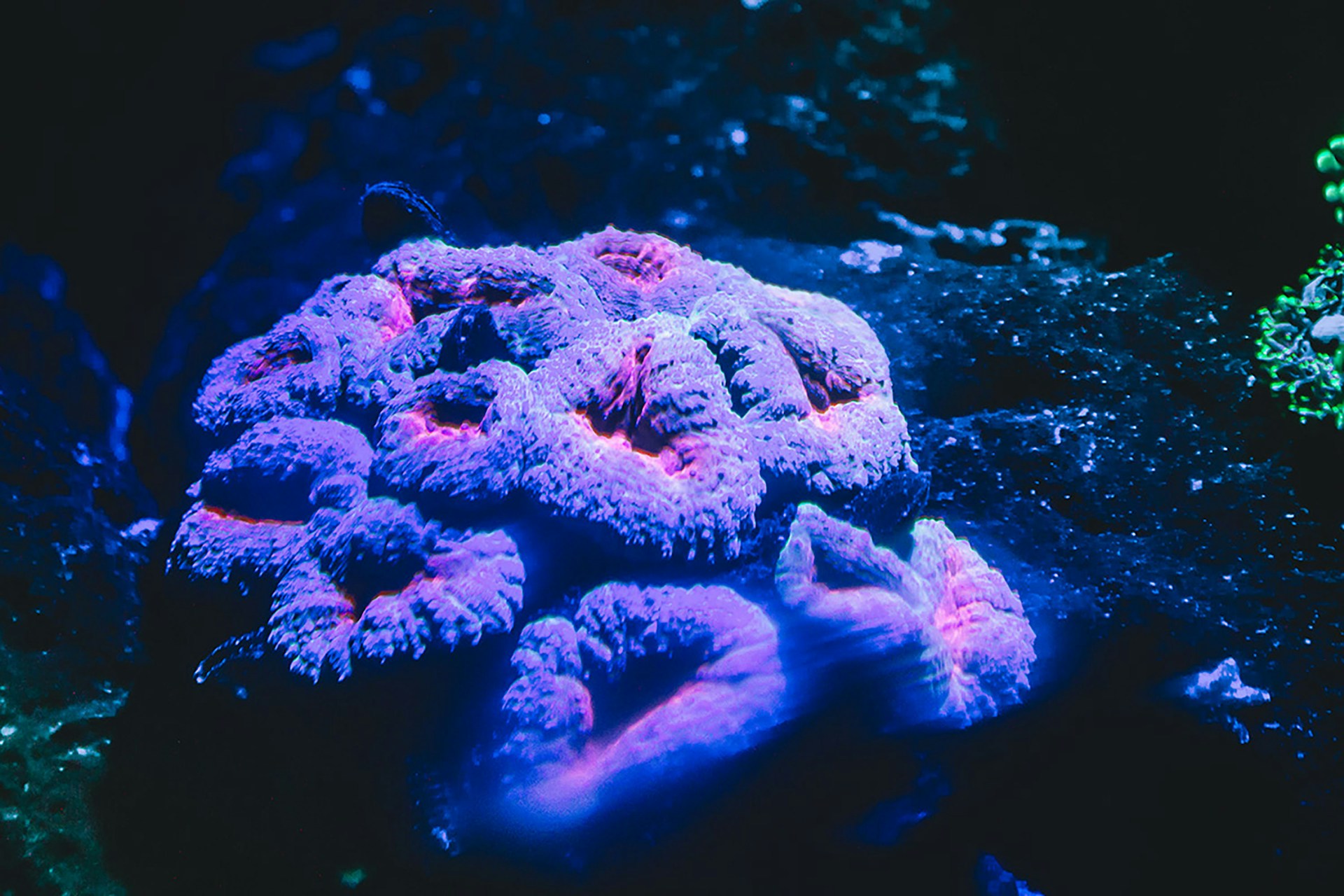 gray computer monitor